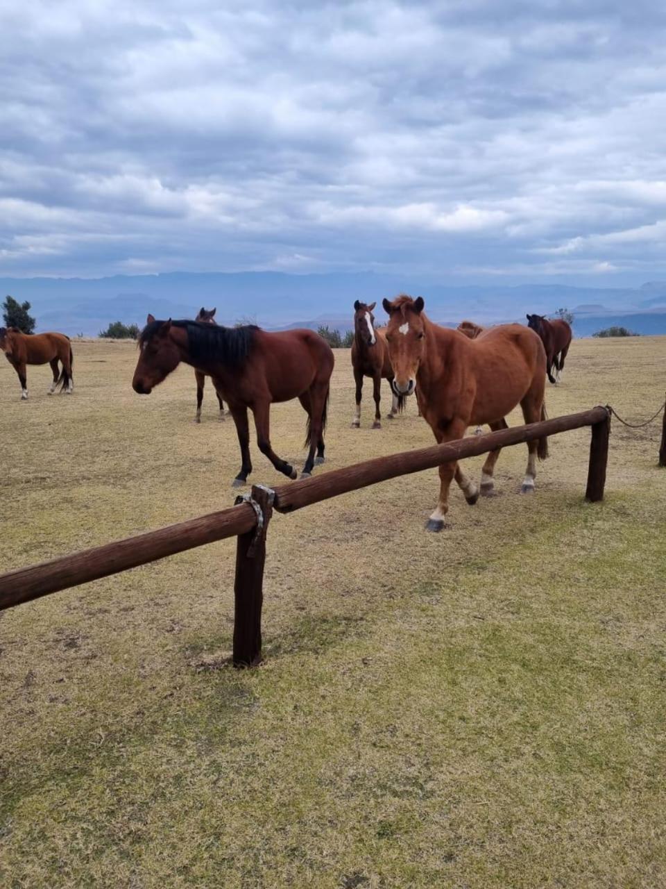 Drakensberg Mountain Retreat Pensionat Bergville Eksteriør billede